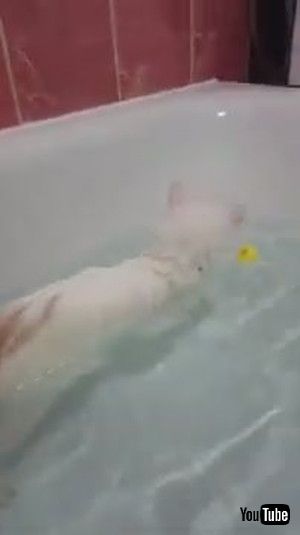 uPeculiar Kitty Loves Her Bathtime || ViralHogv