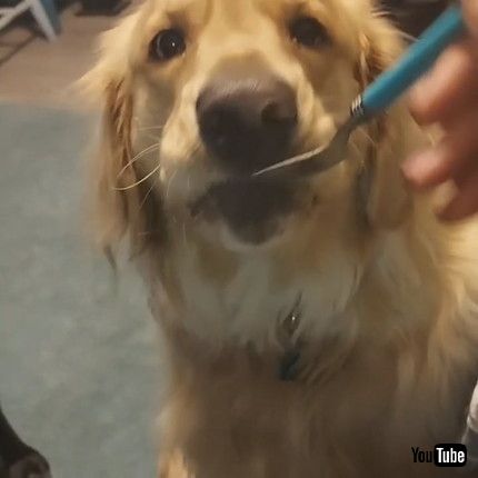 uTwo-Year-Old Golden Retriever Needs to be Spoon Fed || ViralHogv
