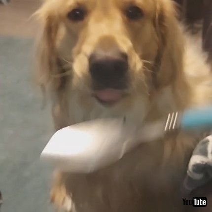 uTwo-Year-Old Golden Retriever Needs to be Spoon Fed || ViralHogv