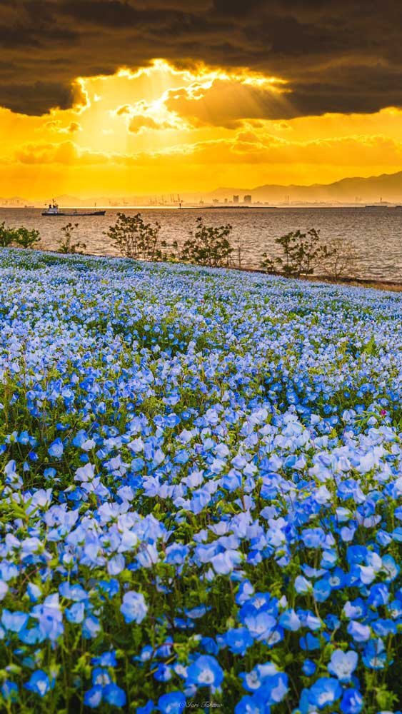 夕焼けとネモフィラの写真が神々しい 大阪まいしまシーサイドパークで撮影された絶景に感動 1 2 ページ ねとらぼ