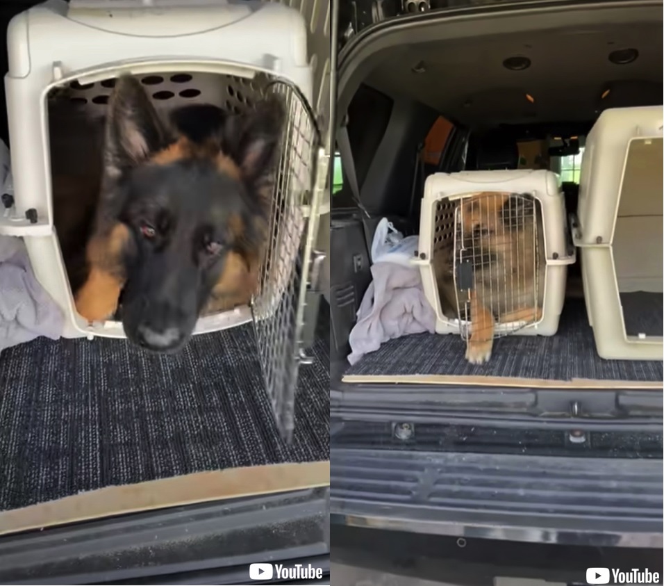 自分を小型犬だと思い込む デカモフワンコが向かったのは 小さいケージに体をねじ込むワンコがいとおしい 1 2 ページ ねとらぼ