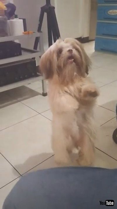 uFluffy Pup Dances A Jig || ViralHogv