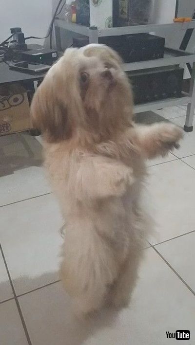 uFluffy Pup Dances A Jig || ViralHogv
