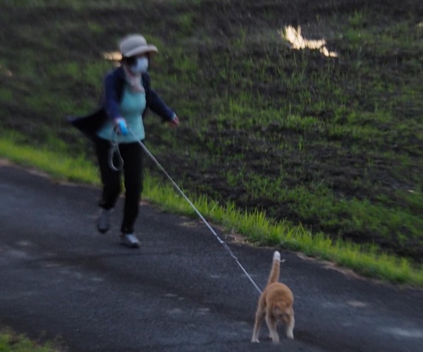 お散歩が大好きな猫ちゃん お母さんと全力疾走 荒ぶる姿に 吹きました こんな猫ちゃん初めて の声 1 2 ページ ねとらぼ