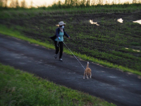 お散歩が大好きな猫ちゃん お母さんと全力疾走 荒ぶる姿に 吹きました こんな猫ちゃん初めて の声 1 2 ページ ねとらぼ