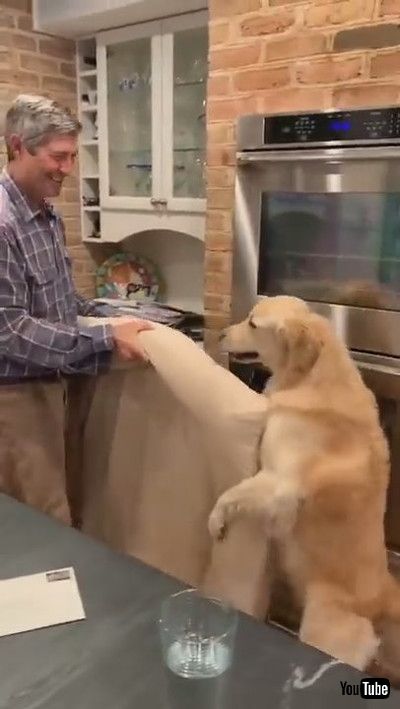 uSweet Pup Lends a Helping Paw || ViralHogv