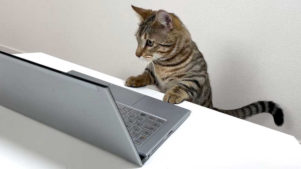 トイレから戻ったら 猫がオンライン会議してた 真剣な表情で参加するエリート猫ちゃんがかわいい ねとらぼ