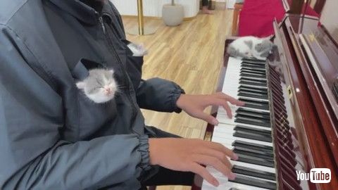 uKittens Listening to Piano Music Fall Asleep || ViralHogv