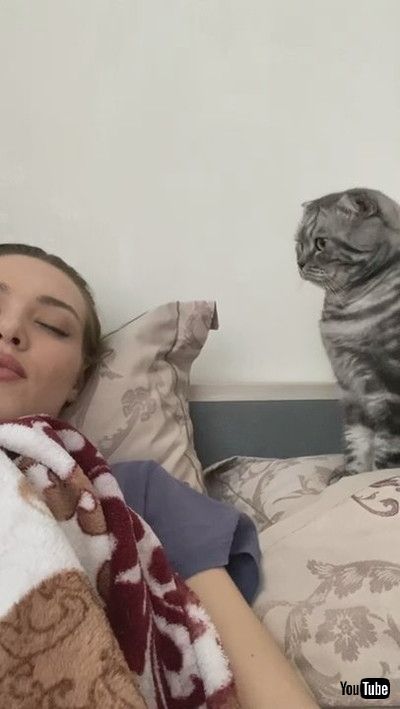 uGentle Kitty Tries to Wake Its Human || ViralHogv