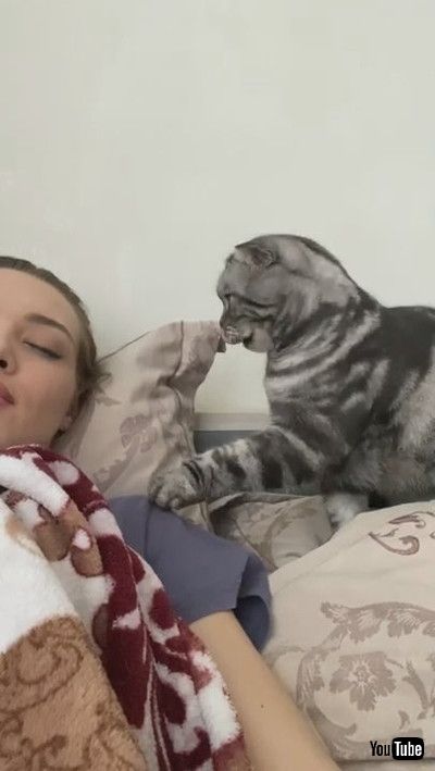 uGentle Kitty Tries to Wake Its Human || ViralHogv