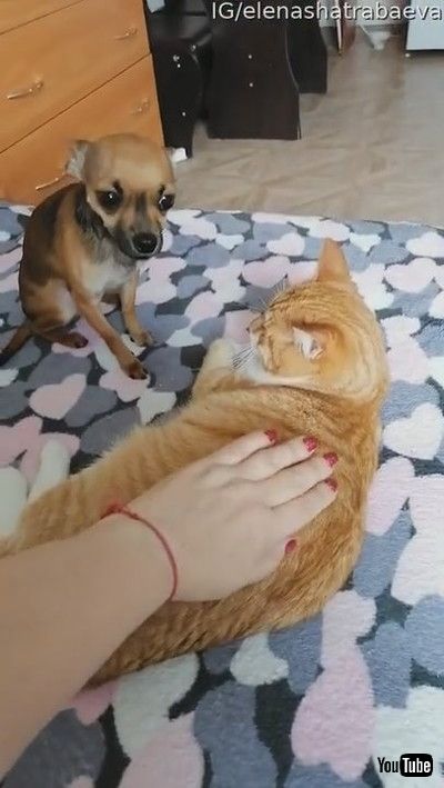 uJealous Doggy Doesn't Like Cat Receiving Pats || ViralHogv