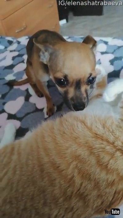 「Jealous Doggy Doesn't Like Cat Receiving Pats || ViralHog」