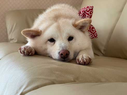 おばあちゃんがモチモチな白柴さんを抱っこすると すやぁと寝落ちするワンコが赤ちゃんみたいにかわいい 1 2 ページ ねとらぼ