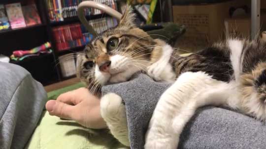 猫 ヤマダ 腕 抱きつき ハグ 鳴き声 かわいい 回復バフ 動画