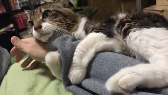 猫 ヤマダ 腕 抱きつき ハグ 鳴き声 かわいい 回復バフ 動画