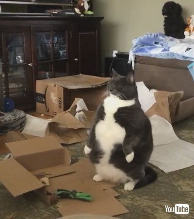 uCat Looks Funny as he Sits on the Floor on his Hind Legs - 1195439v