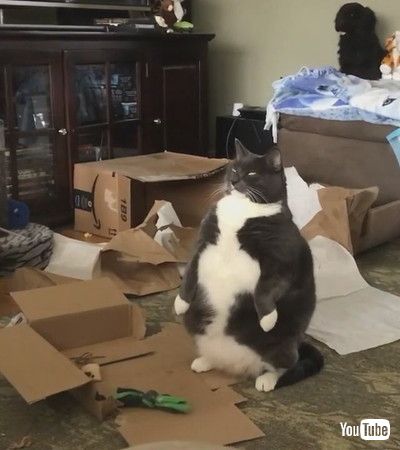 uCat Looks Funny as he Sits on the Floor on his Hind Legs - 1195439v