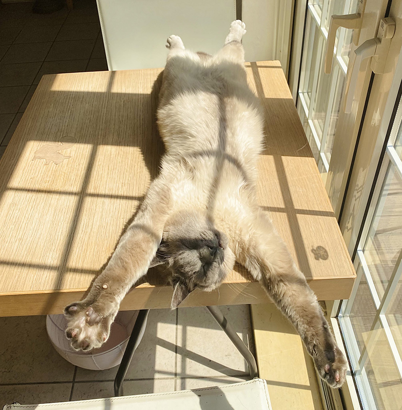 気持ちよさそう 中にヒトが入ってますよね 猫ちゃんのダイナミックなへそ天日向ぼっこがかわいい ねとらぼ