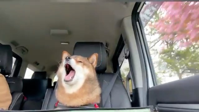 柴犬 助手席は任せて すやぁ ドライブ中 眠気に負けてウトウトするワンコがあいらしい ねとらぼ