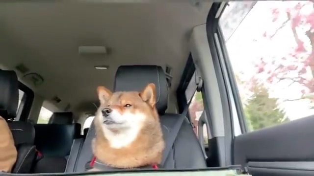 柴犬 助手席は任せて すやぁ ドライブ中 眠気に負けてウトウトするワンコがあいらしい ねとらぼ