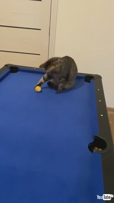 uCute Kitty Shows off Some Billiard Skills || ViralHogv
