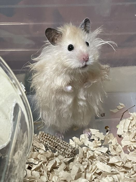 天然パーマ 実験で失敗したのかな 長毛種ハムスターあるあるなカワイイゆるふわヘアーに絶賛の声 ねとらぼ