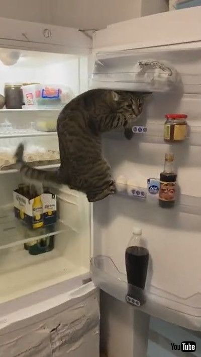 uSmart Kitty Keeps Climbing Fridge Shelves || ViralHogv