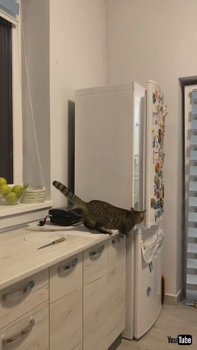 uSmart Kitty Keeps Climbing Fridge Shelves || ViralHogv
