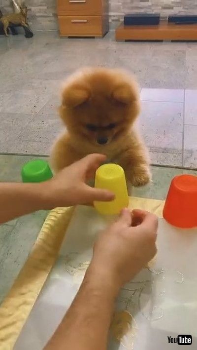 犬 これかな カップゲームで遊ぶポメラニアンの真剣な表情がかわいい 1 2 ページ ねとらぼ