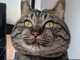 猫って1年で貫録出せるんだな……　“太ましく”育った元保護猫のビフォーアフター写真に幸せがつまっている