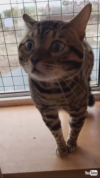 uBen the Bengal is Close to Learning How to Speak || ViralHogv