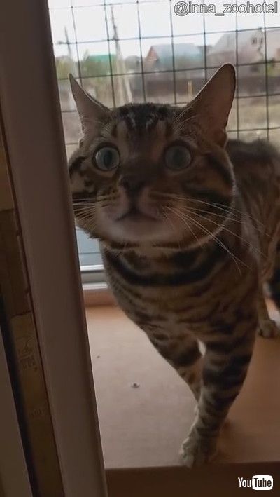 uBen the Bengal is Close to Learning How to Speak || ViralHogv