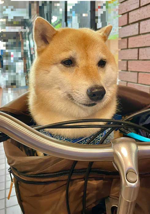 柴犬 楽しいお散歩だと思ったのに ペットサロン帰り 哀愁漂うワンコの しょんぼり顔 がいとおしい ねとらぼ