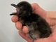 「可愛すぎる」「生まれて来てくれてありがとう」　マゼランペンギンの赤ちゃんが「すみだ水族館」で誕生