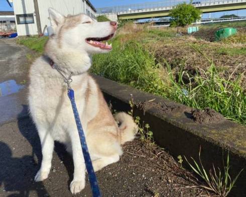 飼い主が油断した隙にハスキーが ドブに飛び込み シベリアンタヌキー になってしまった姿がかわいい ねとらぼ