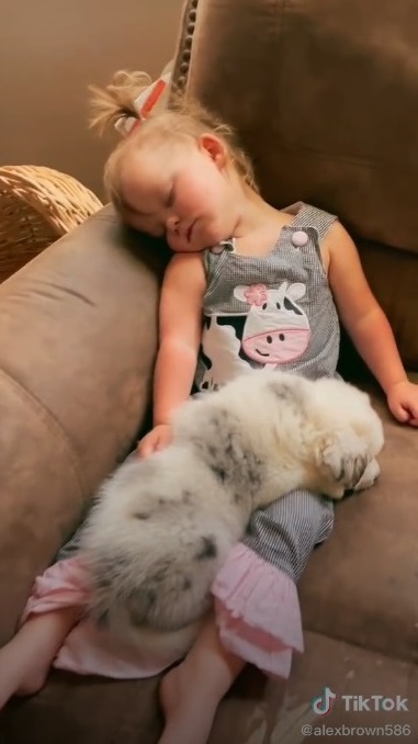 女の子と子犬が寄り添って すやぁ 童話のようなほのぼのとした光景に癒やされる 1 2 ページ ねとらぼ