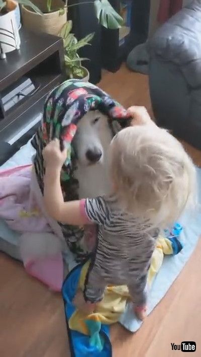 「Toddler Wraps Dog With Blankets While They Sit Patiently - 1167772」
