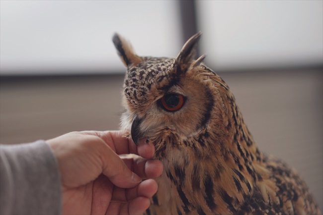 結局かまれるんかーい」「それでもフクロウさんがいとおしい」 “正しい