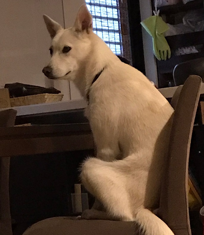 朝5時からごはんを待つ姿が 圧がすごい と話題の元保護犬 ツイートがきっかけで生き別れの姉妹犬に会う ねとらぼ