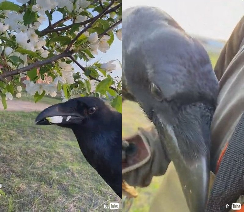 お花を摘んだカラスは 飼い主さんに優しくプレゼントするカラスの姿がほほえましい 1 2 ページ ねとらぼ