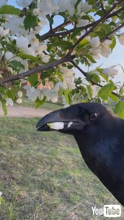 お花を摘んだカラスは 飼い主さんに優しくプレゼントするカラスの姿がほほえましい 1 2 ページ ねとらぼ