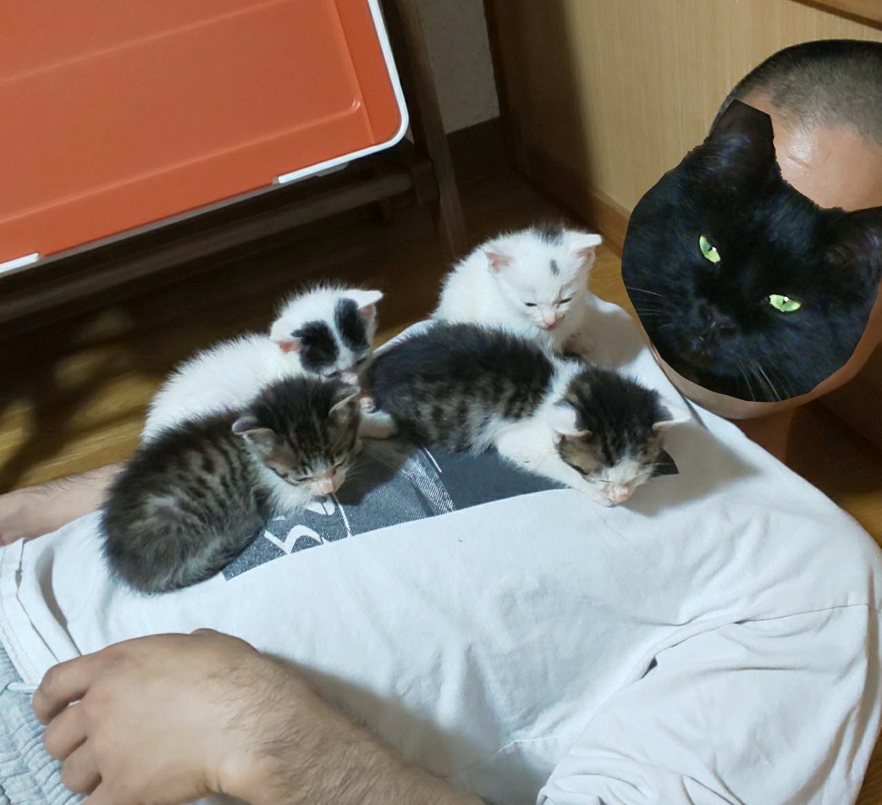 保護した子猫が男性の足に膝にわらわら 子猫まみれ の状況に まさに天国 うらやましい の声 ねとらぼ