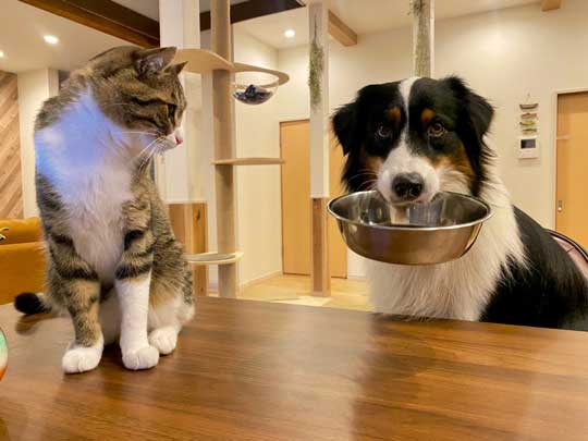 犬 おかわりください お皿をくわえて おかわり を諦めないワンコの上目づかいがかわいい ねとらぼ