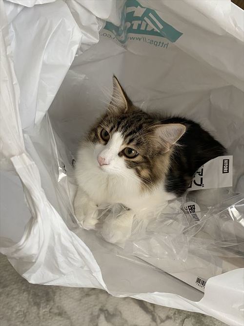 愛猫のためにペットハウスを購入 しかし ビニール袋に入ってくつろぐ姿に あるある そっちかーい の声 ねとらぼ