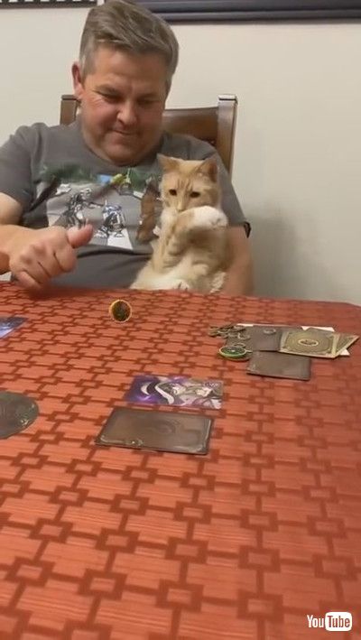 「Cat Sits in Owner's Lap and Reacts Weirdly Every Time he Spins Coin on Table - 1200329」