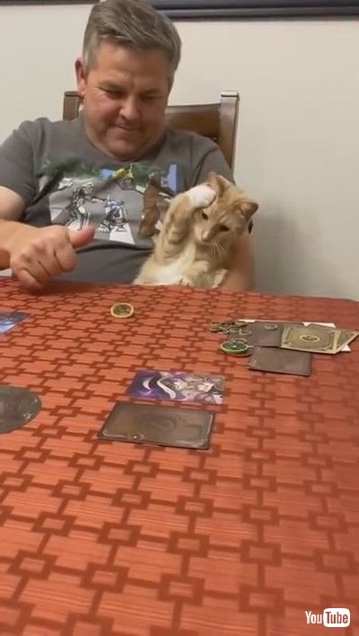 uCat Sits in Owner's Lap and Reacts Weirdly Every Time he Spins Coin on Table - 1200329v