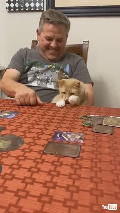 「Cat Sits in Owner's Lap and Reacts Weirdly Every Time he Spins Coin on Table - 1200329」