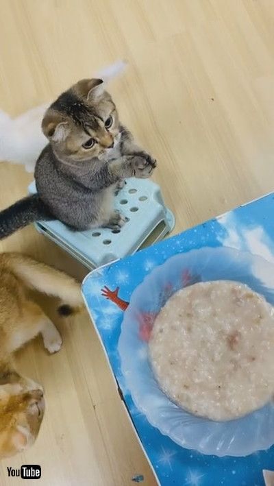 uKitty Bows and Begs for Food || ViralHogv