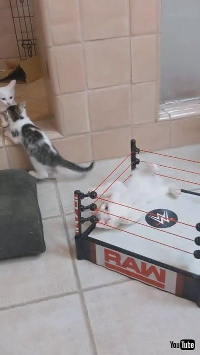 「Kittens Clash in Wrestling Ring || ViralHog」