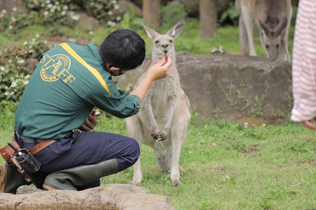 お口チェックする飼育員とされるがままのオオカンガルー 信頼関係が伝わる姿に 癒やされた の声 園に話を聞いた ねとらぼ